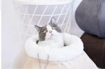 Beige Cat Bed for Indoor Cats Large Kitten House Box Cat Cave with Removable Washable Cushioned Pillow with Fluffy Balls Hanging