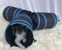 Cat 3-Way Tube Tunnels Collapsible Cat Play Tent Interactive Toy Maze with Balls and Bells